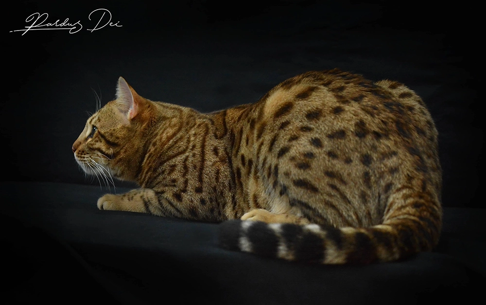 chat bengal